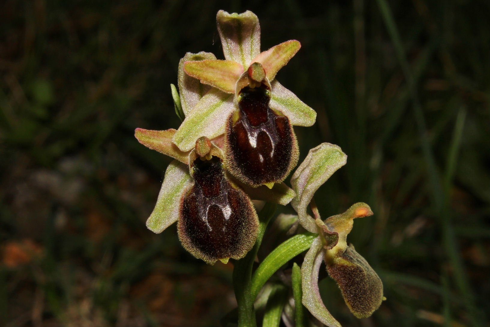 Ophrys exaltata subsp. montis-leonis - variabilit